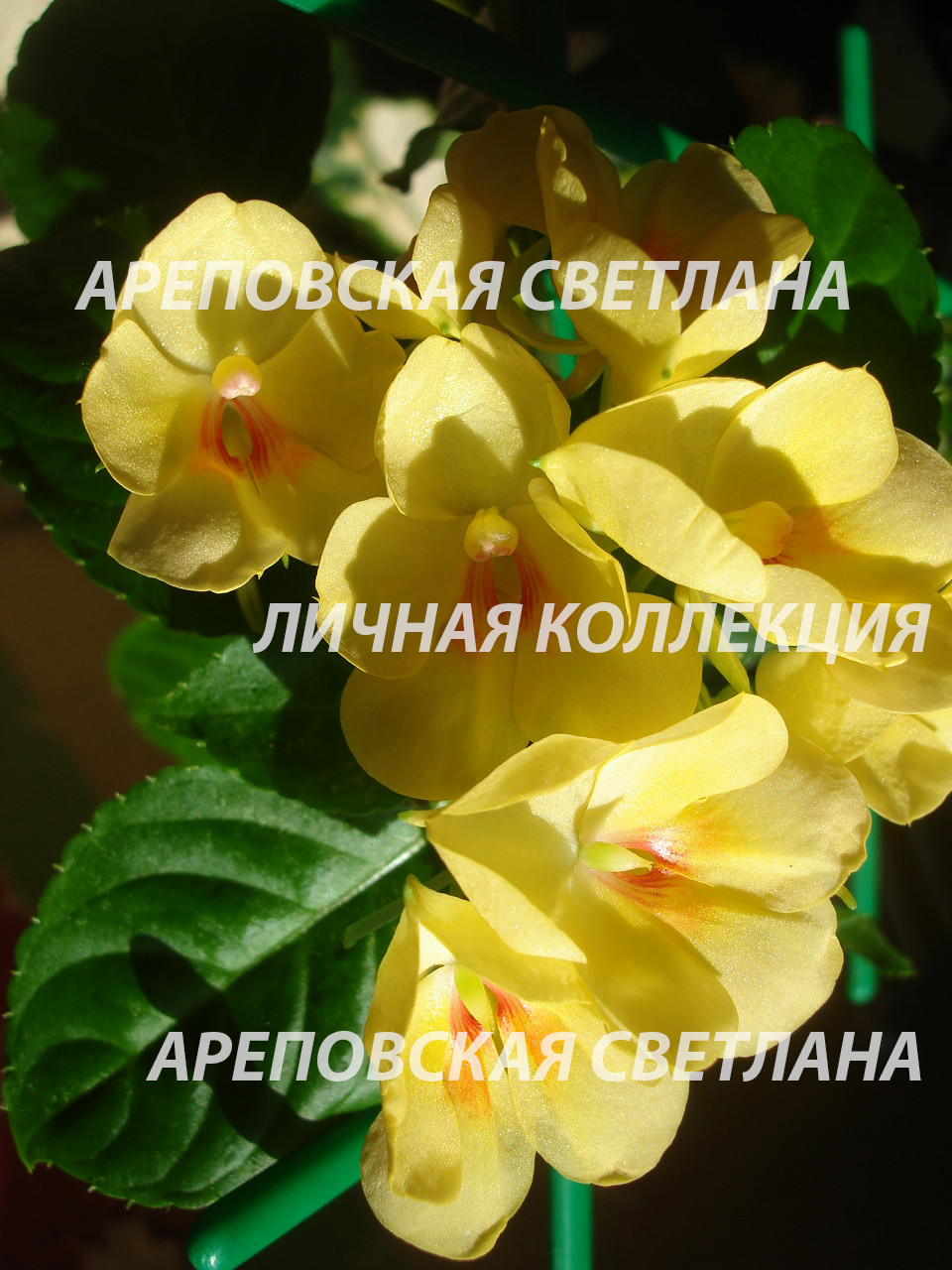СРАВНИМ ДВА СОРТА БАЛЬЗАМИНОВ - ПОХОЖИ ИЛИ НЕТ? TANGERINE YELLOW & FUSION GLOW YELLOW