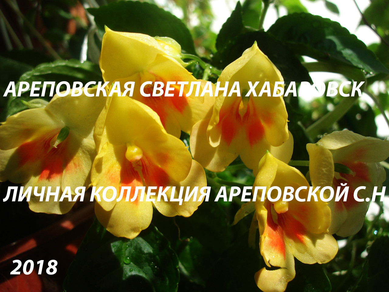 СРАВНИМ ДВА СОРТА БАЛЬЗАМИНОВ - ПОХОЖИ ИЛИ НЕТ? TANGERINE YELLOW & FUSION GLOW YELLOW