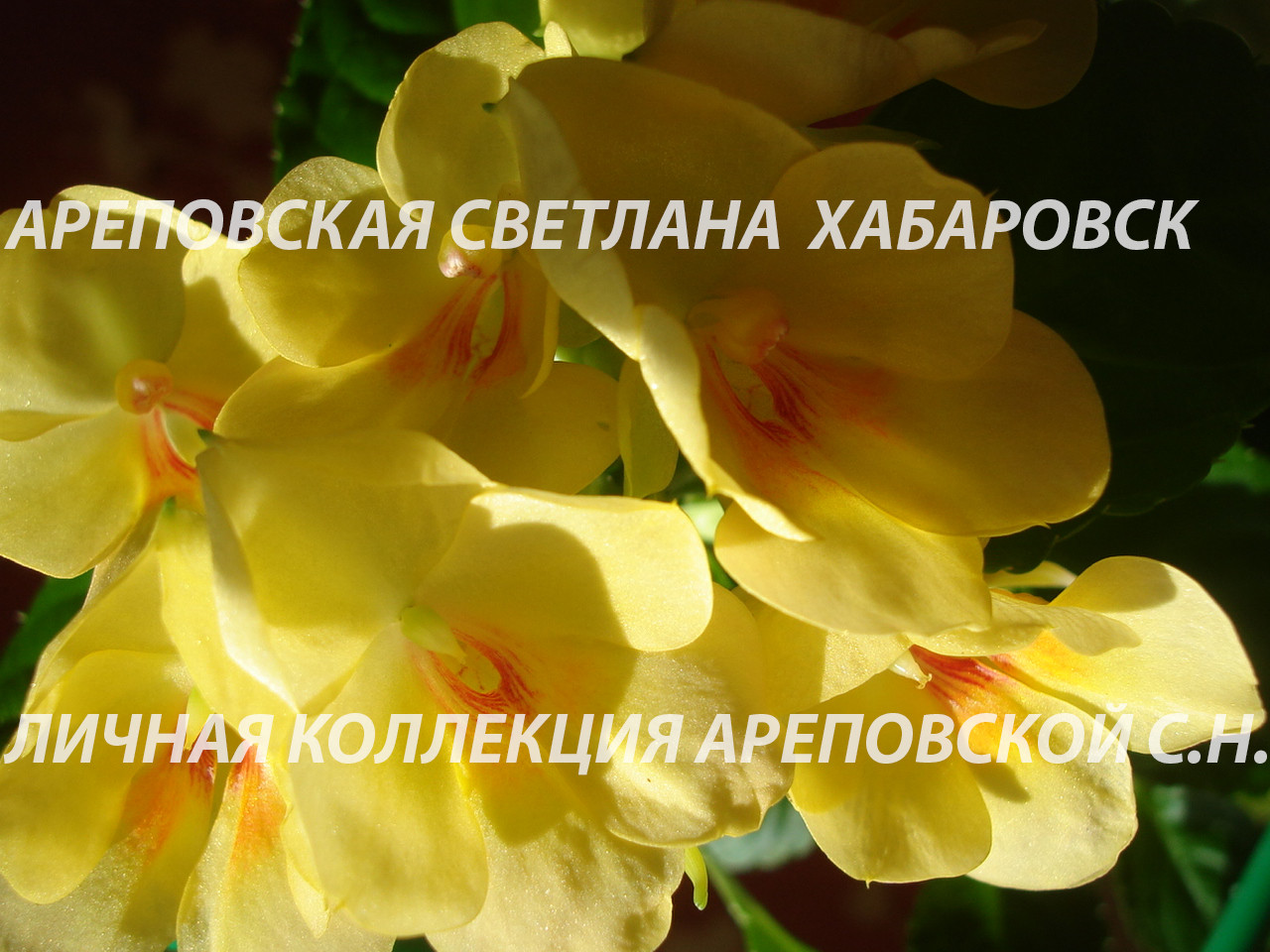 СРАВНИМ ДВА СОРТА БАЛЬЗАМИНОВ - ПОХОЖИ ИЛИ НЕТ? TANGERINE YELLOW & FUSION GLOW YELLOW