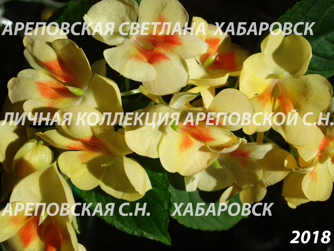 СРАВНИМ ДВА СОРТА БАЛЬЗАМИНОВ - ПОХОЖИ ИЛИ НЕТ? TANGERINE YELLOW & FUSION GLOW YELLOW