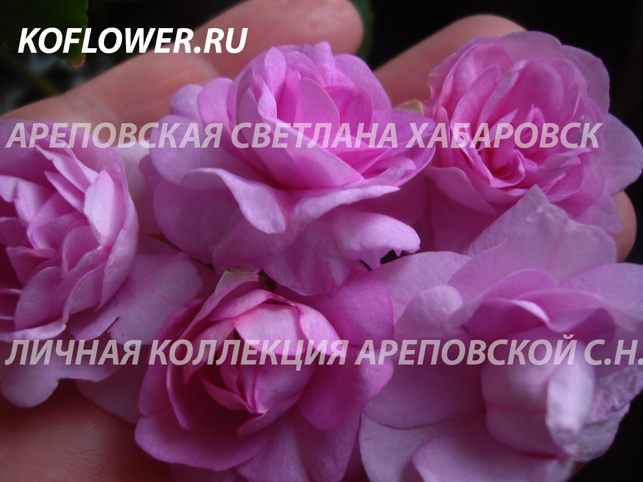 СИРЕНЕВЫЕ РОЗЫ НА ФОНЕ ЗИМНЕГО ПЕЙЗАЖА