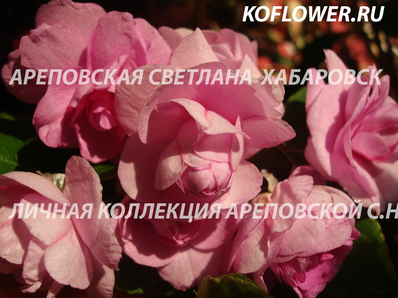 СИРЕНЕВЫЕ РОЗЫ НА ФОНЕ ЗИМНЕГО ПЕЙЗАЖА