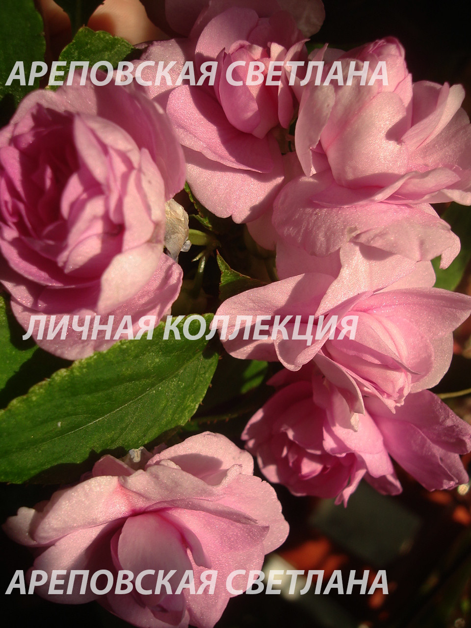 СИРЕНЕВЫЕ РОЗЫ НА ФОНЕ ЗИМНЕГО ПЕЙЗАЖА