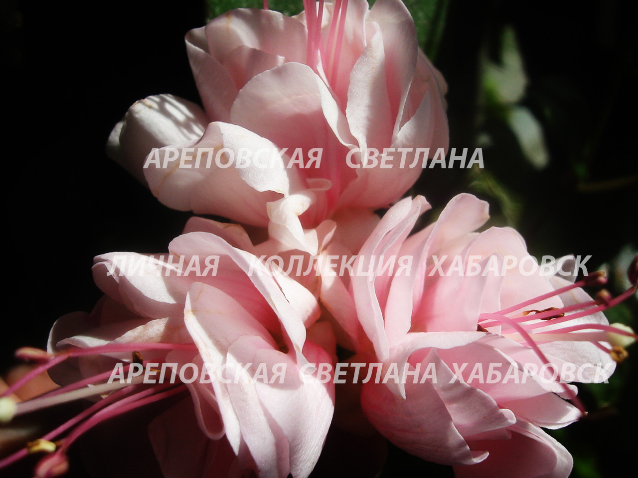 ХОЧУ ПОСТОЯННО ЦВЕТУЩУЮ ФУКСИЮ В КВАРТИРЕ. ПОЖАЛУЙСТА, ВОТ ОНА - "COTTON CANDY".