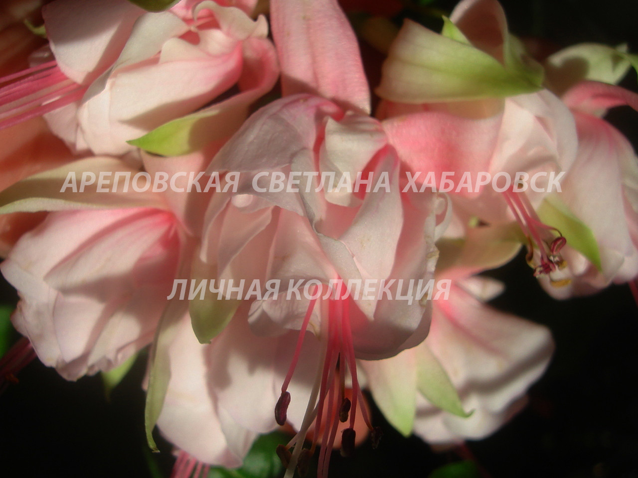 ХОЧУ ПОСТОЯННО ЦВЕТУЩУЮ ФУКСИЮ В КВАРТИРЕ. ПОЖАЛУЙСТА, ВОТ ОНА - "COTTON CANDY".