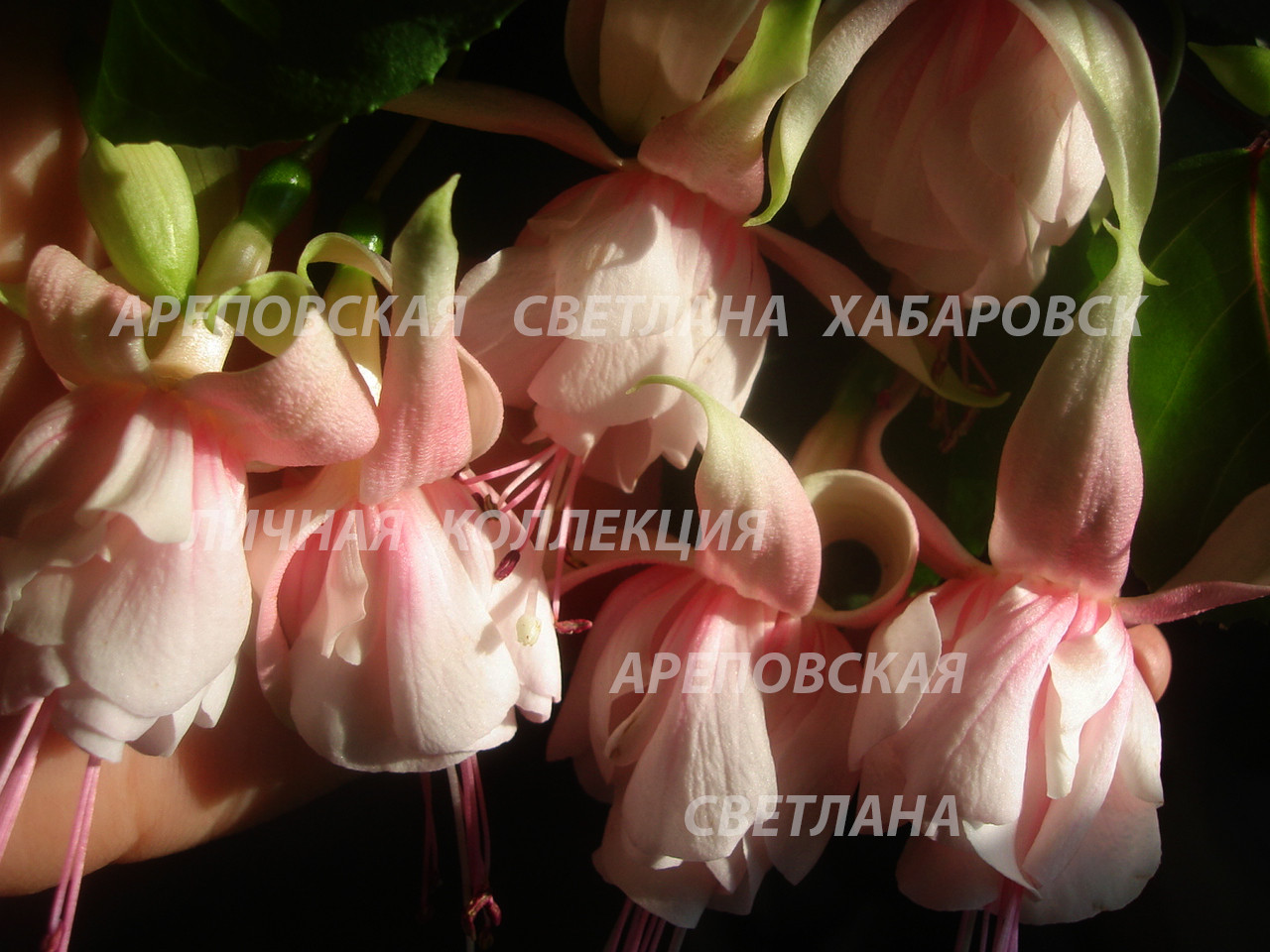 ХОЧУ ПОСТОЯННО ЦВЕТУЩУЮ ФУКСИЮ В КВАРТИРЕ. ПОЖАЛУЙСТА, ВОТ ОНА - "COTTON CANDY".