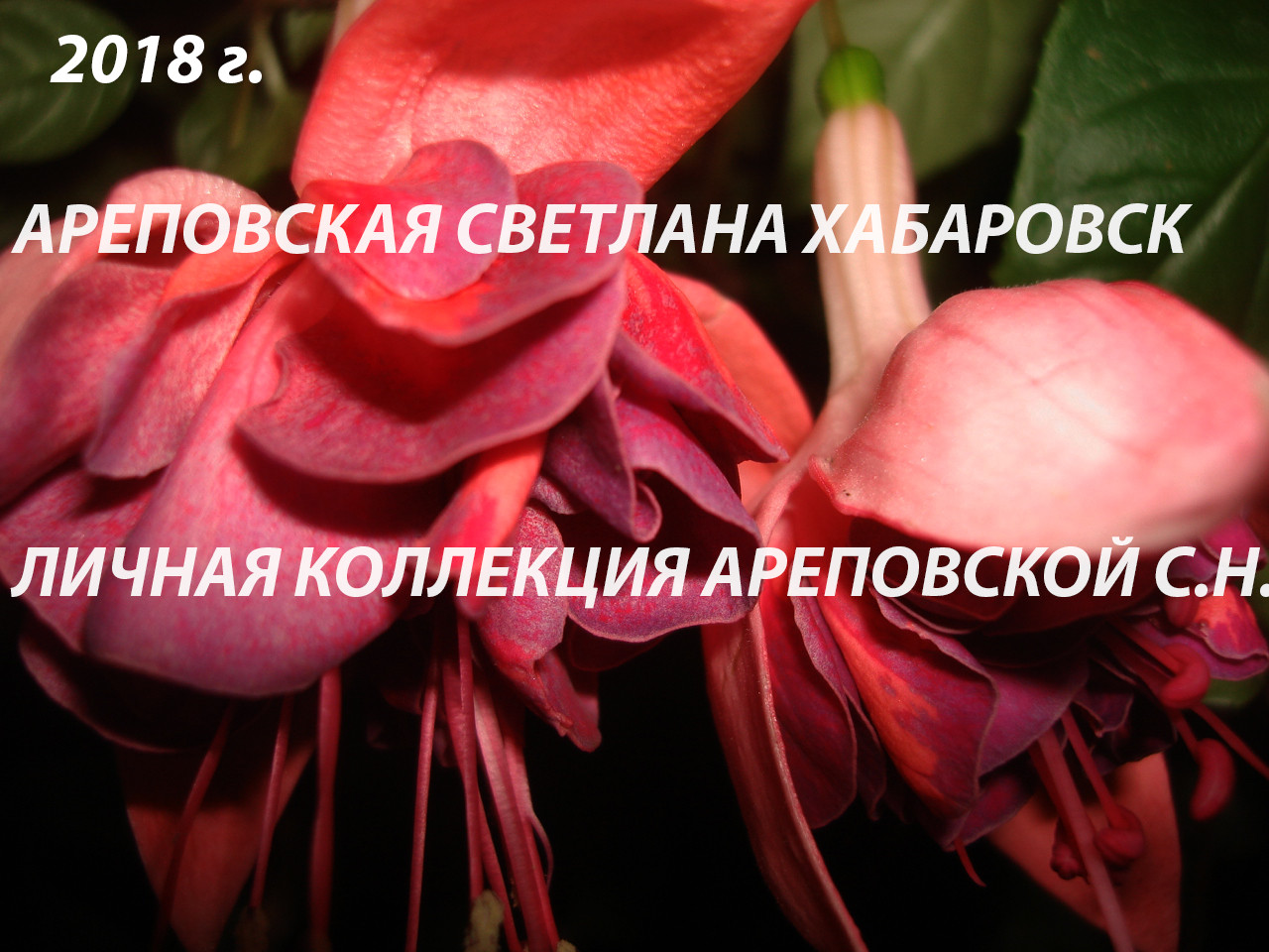 "И КТО ТУТ У НАС ТАКОЙ КРАСИВЫЙ"? ЗНАКОМЬТЕСЬ, СОРТ "MEDARD'S TIECELIJN"