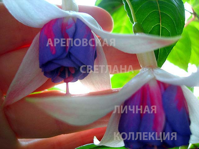 "ВЕДЬ МЫ ЖЕ ЭТОГО ДОСТОЙНЫ" И ФУКСИЯ "JESSIE PEARSON"