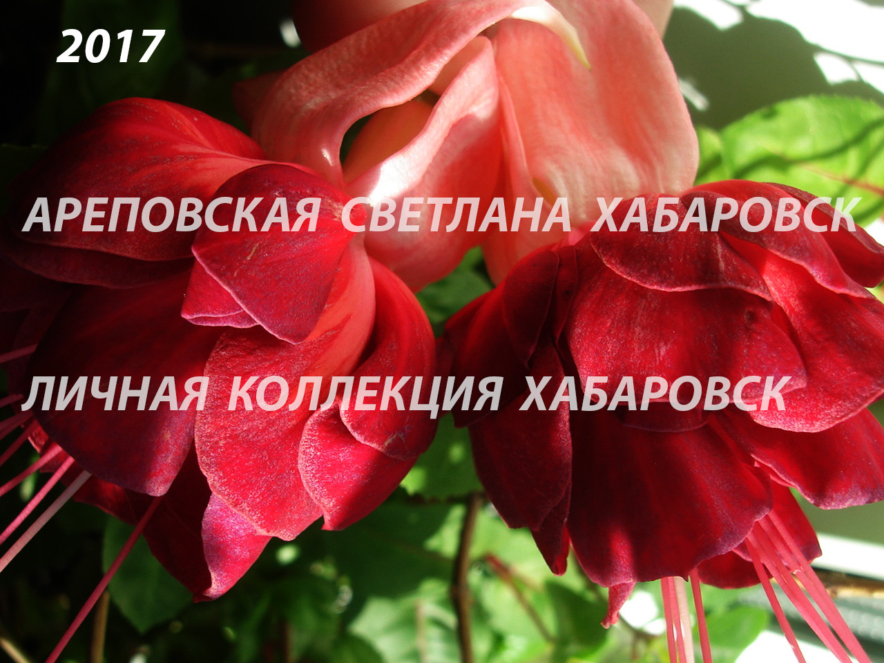 КРАСНОЕ И БЕЛОЕ- НЕЖНОСТЬ И СТРАСТЬ, СНЕГ И СОЛНЦЕ, ХОЛОД И ОГОНЬ. СРАВНИМ?
