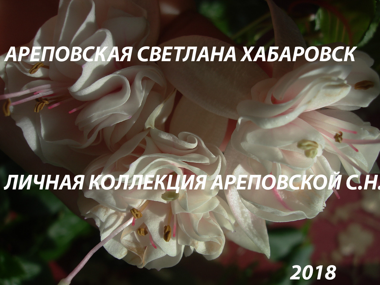 КРАСНОЕ И БЕЛОЕ- НЕЖНОСТЬ И СТРАСТЬ, СНЕГ И СОЛНЦЕ, ХОЛОД И ОГОНЬ. СРАВНИМ?