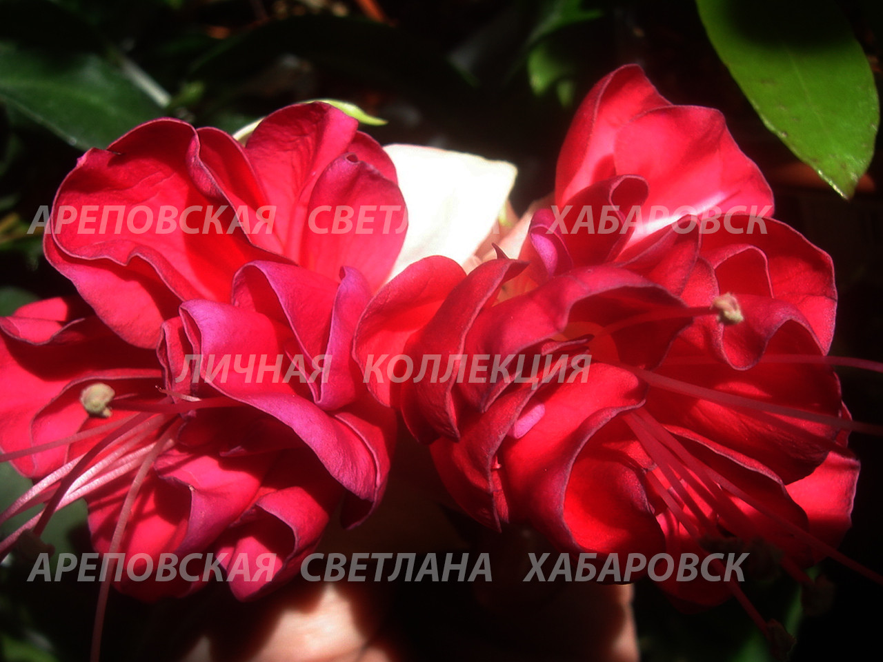 КРАСНОЕ И БЕЛОЕ- НЕЖНОСТЬ И СТРАСТЬ, СНЕГ И СОЛНЦЕ, ХОЛОД И ОГОНЬ. СРАВНИМ?