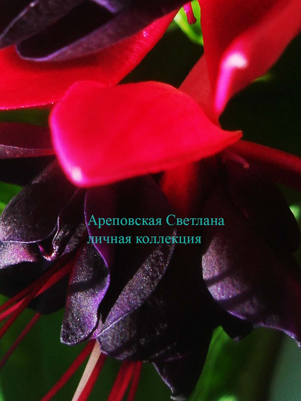 КРАСНОЕ И ЧЕРНОЕ: ДЛЯ ЛЮБИТЕЛЕЙ ЭКСКЛЮЗИВНОЙ ЭКЗОТИКИ