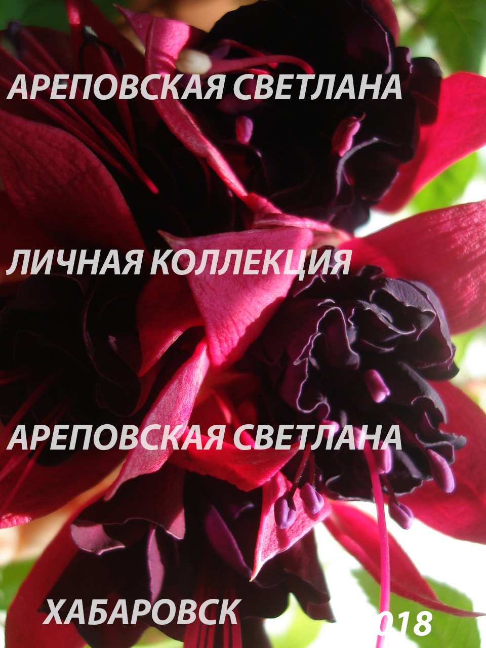 КРАСНОЕ И ЧЕРНОЕ: ДЛЯ ЛЮБИТЕЛЕЙ ЭКСКЛЮЗИВНОЙ ЭКЗОТИКИ