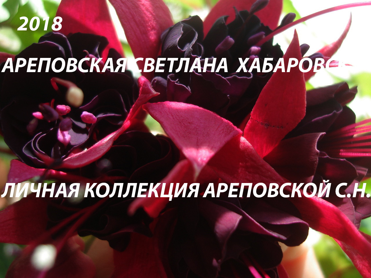 КРАСНОЕ И ЧЕРНОЕ: ДЛЯ ЛЮБИТЕЛЕЙ ЭКСКЛЮЗИВНОЙ ЭКЗОТИКИ