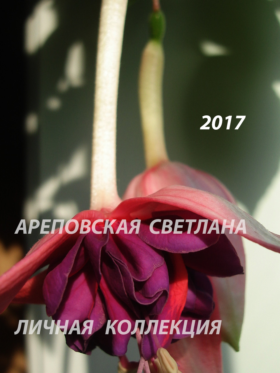 ЭЛЕГАНТНОСТЬ ВСЕГДА В МОДЕ
