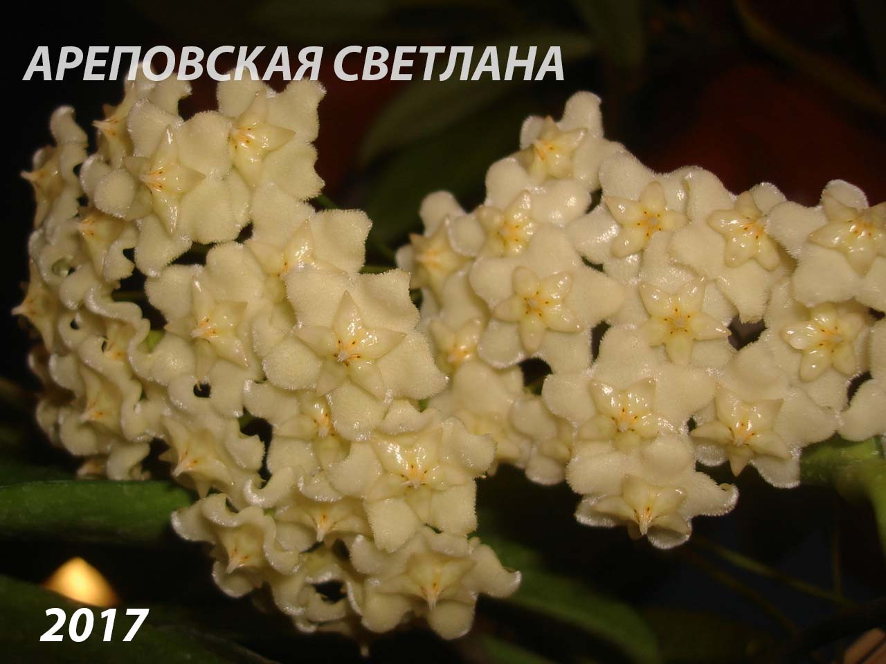 ОН ДРАКОН. ПОГОВОРИМ О ХОЙЯХ