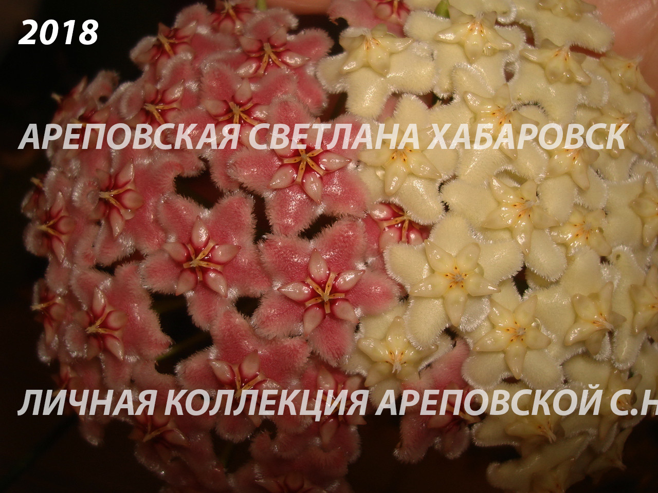 ОН ДРАКОН. ПОГОВОРИМ О ХОЙЯХ