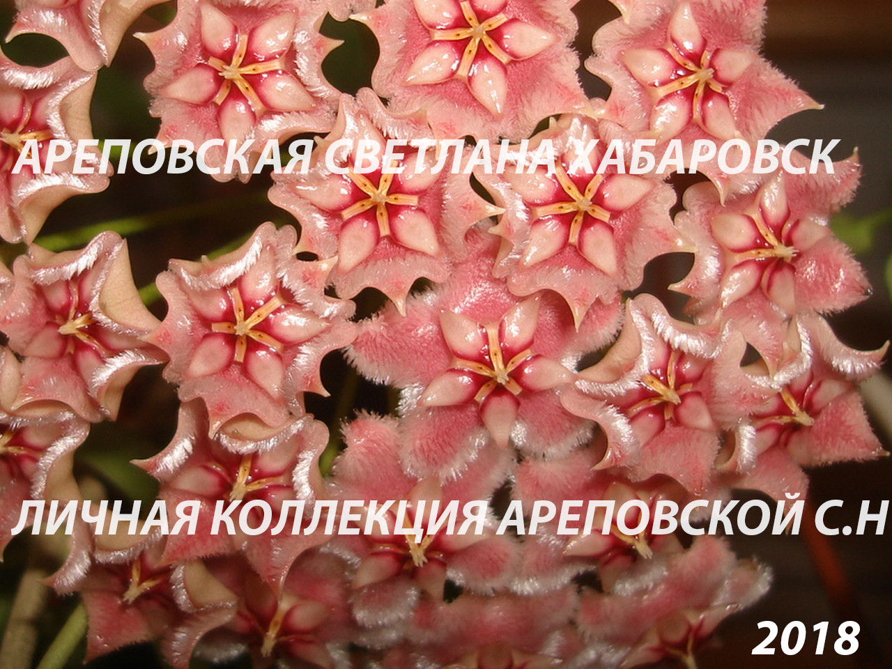 ОН ДРАКОН. ПОГОВОРИМ О ХОЙЯХ