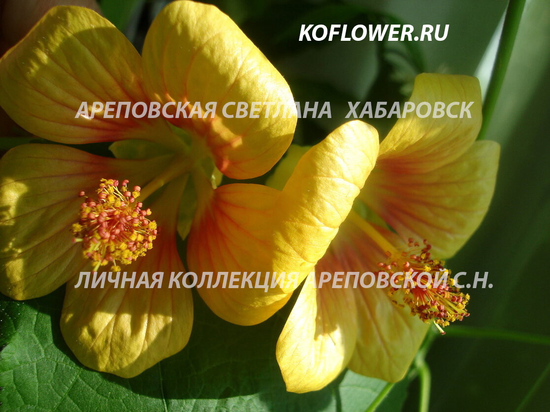 КОМУ КОЛОКОЛЬЧИКИ? АБИТИЛОНЫ, АБУТИЛОНЫ, КОМНАТНЫЕ КЛЕНЫ....