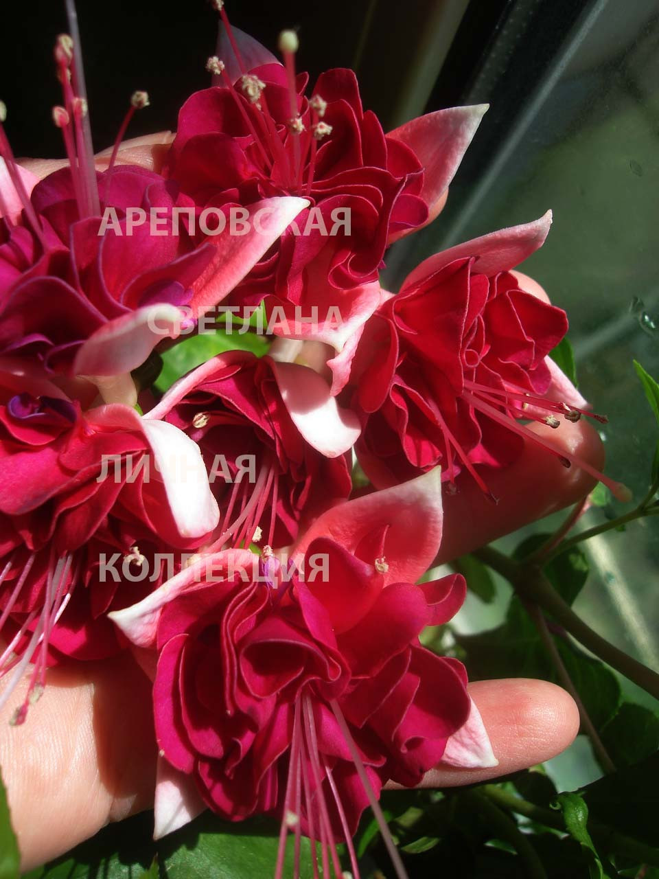 ДОТЯНУТЬСЯ ДО НЕБА. КАКОЕ ОНО: АЛОЕ, СИНЕЕ, ГОЛУБОЕ? ФУКСИЯ, СОРТ "SKARLET SKY"