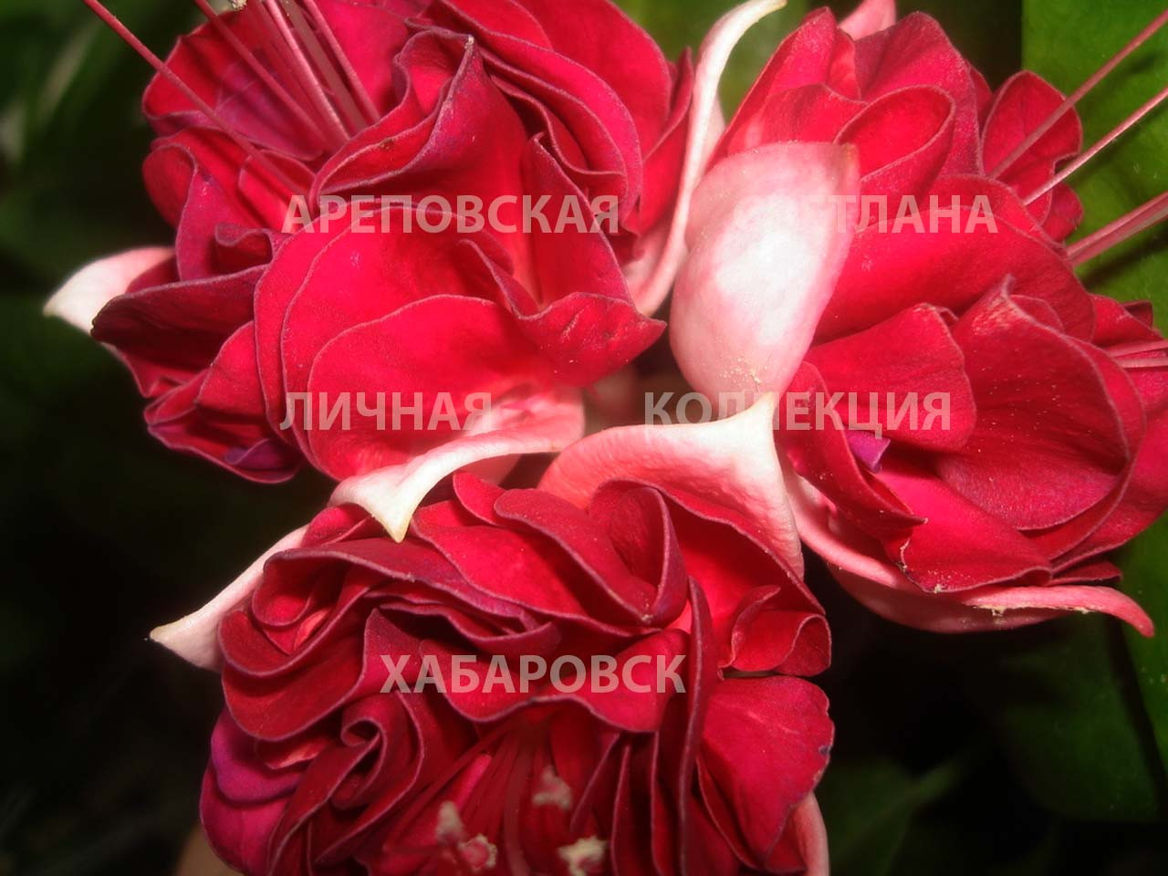 ДОТЯНУТЬСЯ ДО НЕБА. КАКОЕ ОНО: АЛОЕ, СИНЕЕ, ГОЛУБОЕ? ФУКСИЯ, СОРТ "SKARLET SKY"