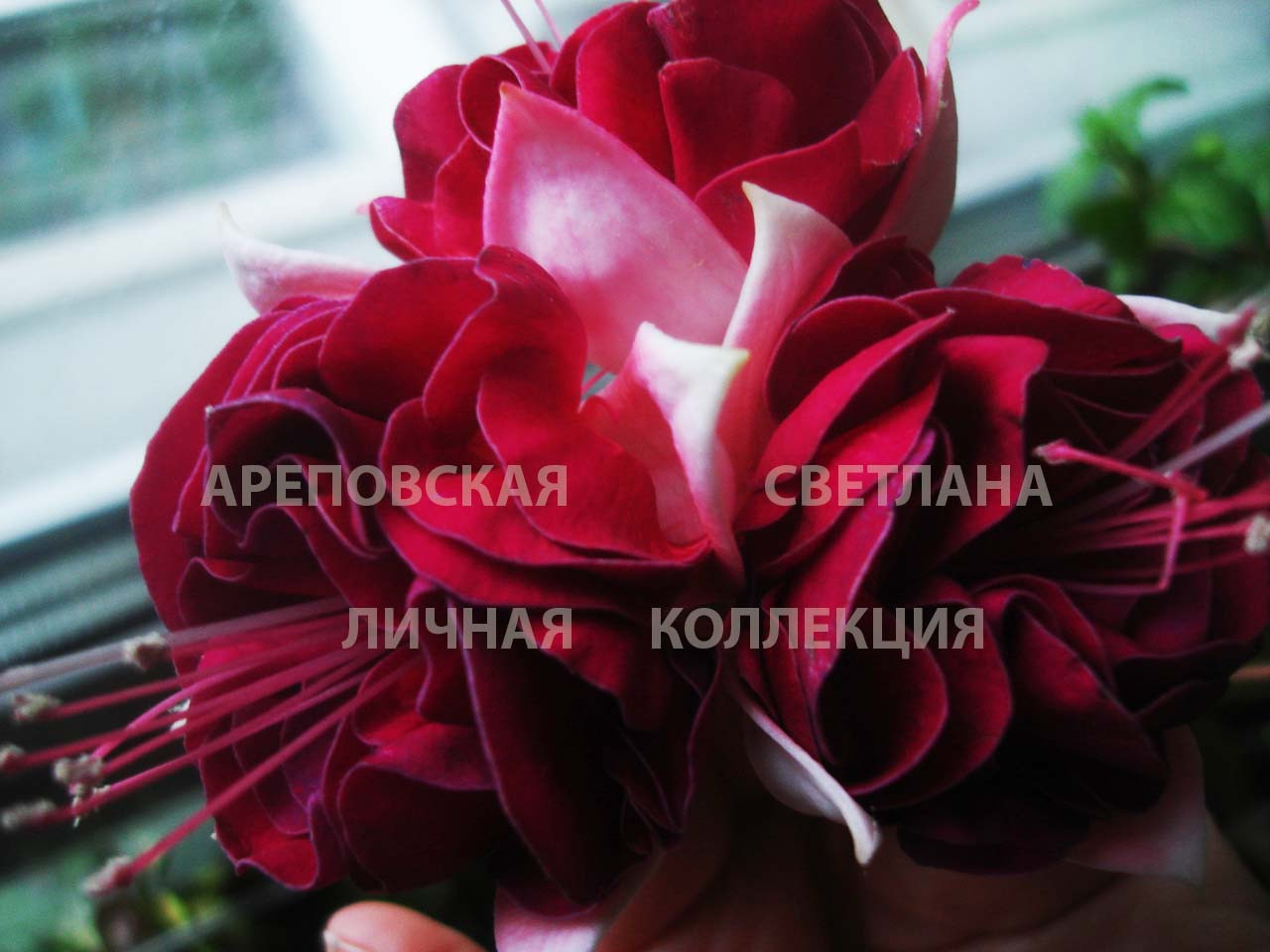 ДОТЯНУТЬСЯ ДО НЕБА. КАКОЕ ОНО: АЛОЕ, СИНЕЕ, ГОЛУБОЕ? ФУКСИЯ, СОРТ "SKARLET SKY"