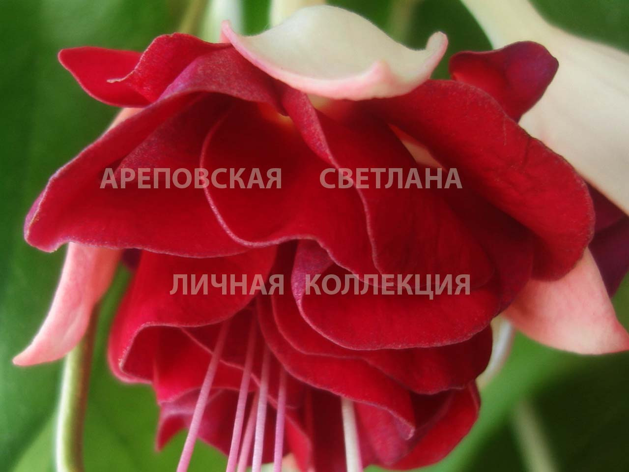 ДОТЯНУТЬСЯ ДО НЕБА. КАКОЕ ОНО: АЛОЕ, СИНЕЕ, ГОЛУБОЕ? ФУКСИЯ, СОРТ "SKARLET SKY"