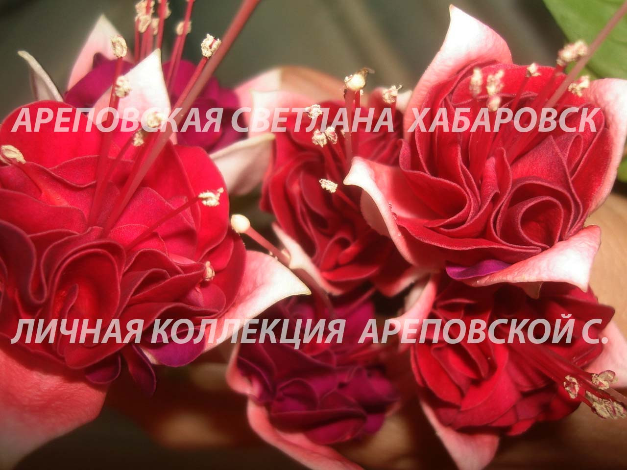 ДОТЯНУТЬСЯ ДО НЕБА. КАКОЕ ОНО: АЛОЕ, СИНЕЕ, ГОЛУБОЕ? ФУКСИЯ, СОРТ "SKARLET SKY"