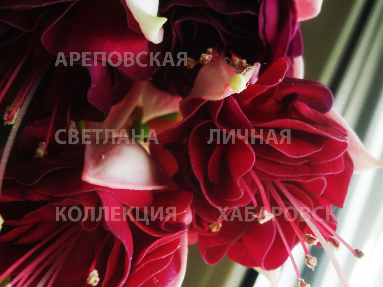 ДОТЯНУТЬСЯ ДО НЕБА. КАКОЕ ОНО: АЛОЕ, СИНЕЕ, ГОЛУБОЕ? ФУКСИЯ, СОРТ "SKARLET SKY"