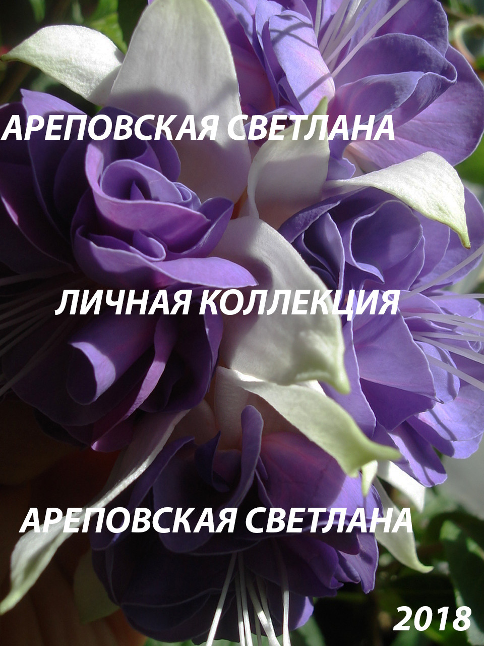 КРАСНАЯ ТУБОЧКА, СИНЯЯ ЮБОЧКА - ФУКСИЯ "JIM DODGE"