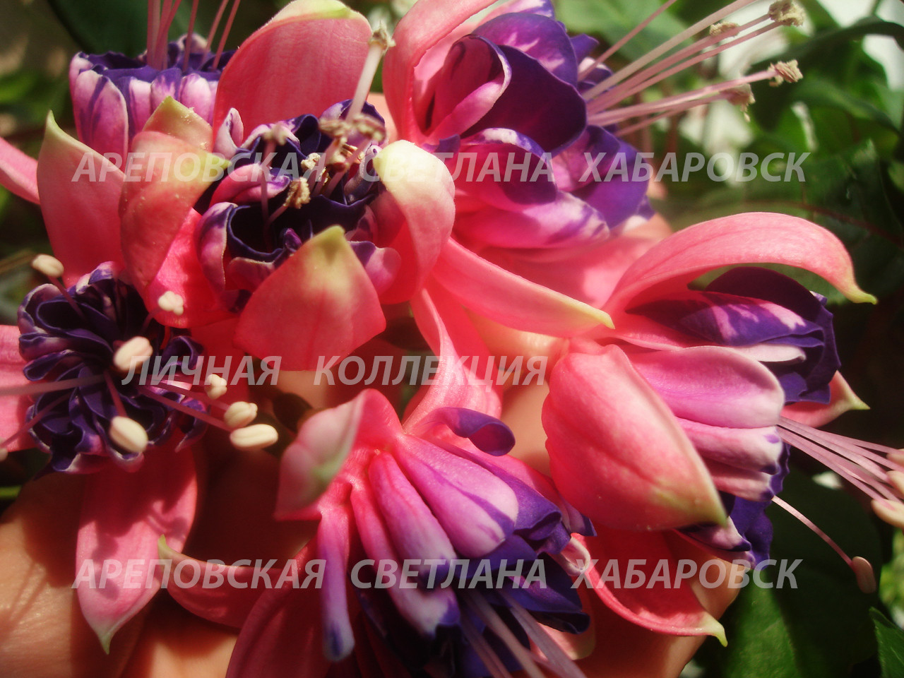 КАК СОБРАТЬ КОЛЛЕКЦИЮ ФУКСИЙ-4?