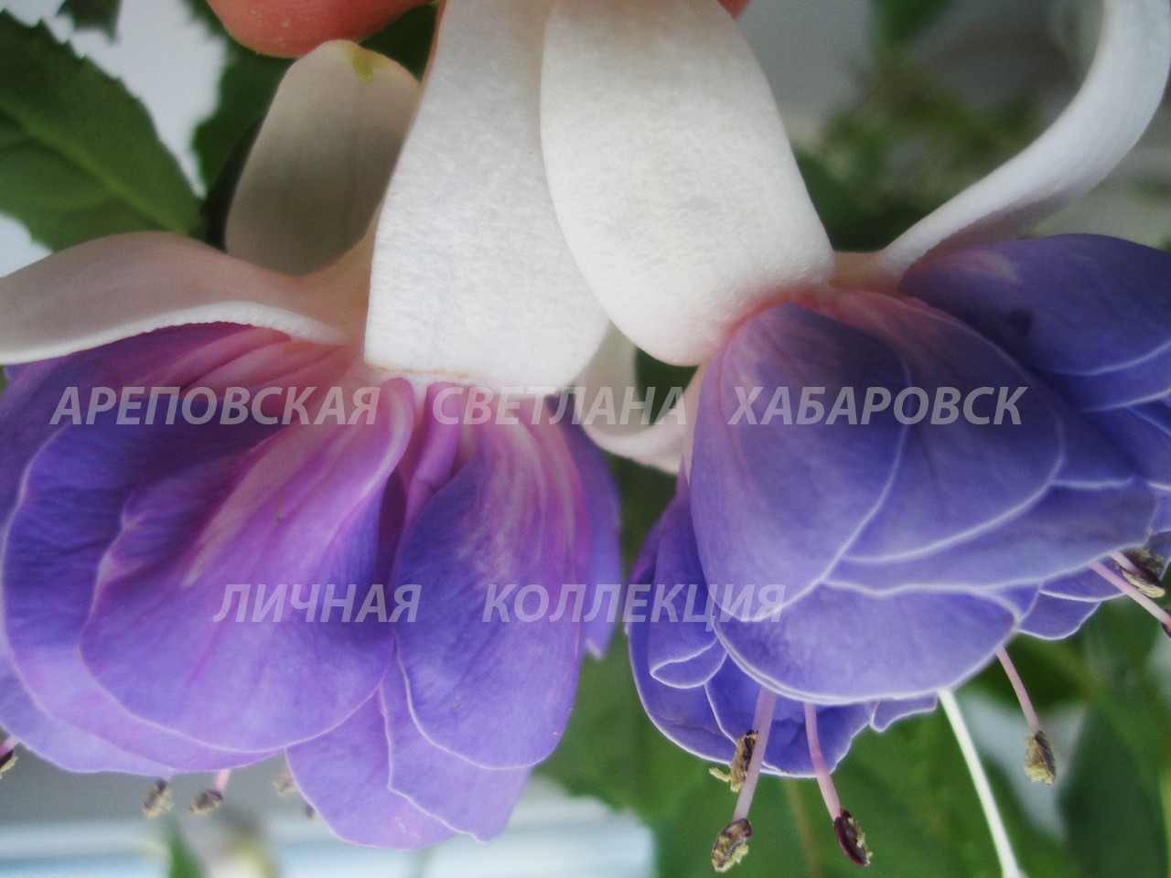 КАК СОБРАТЬ КОЛЛЕКЦИЮ ФУКСИЙ-4?