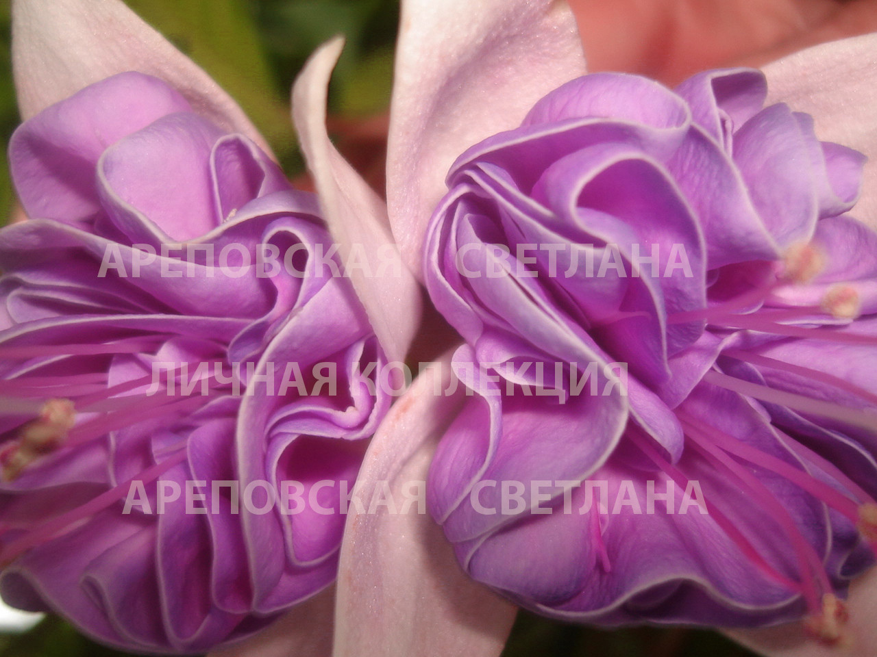 КАК СОБРАТЬ КОЛЛЕКЦИЮ ФУКСИЙ-4?