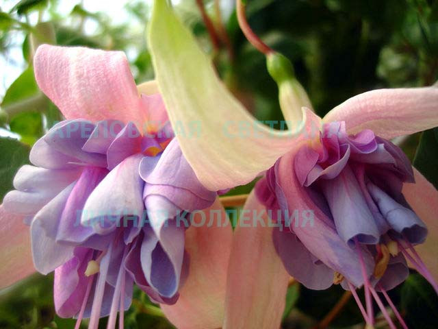 КАК СОБРАТЬ КОЛЛЕКЦИЮ ФУКСИЙ-4?