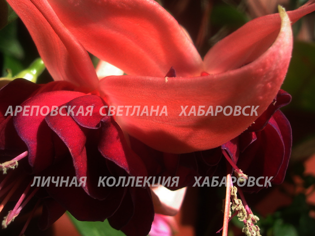 КАК СОБРАТЬ КОЛЛЕКЦИЮ ФУКСИЙ-4?