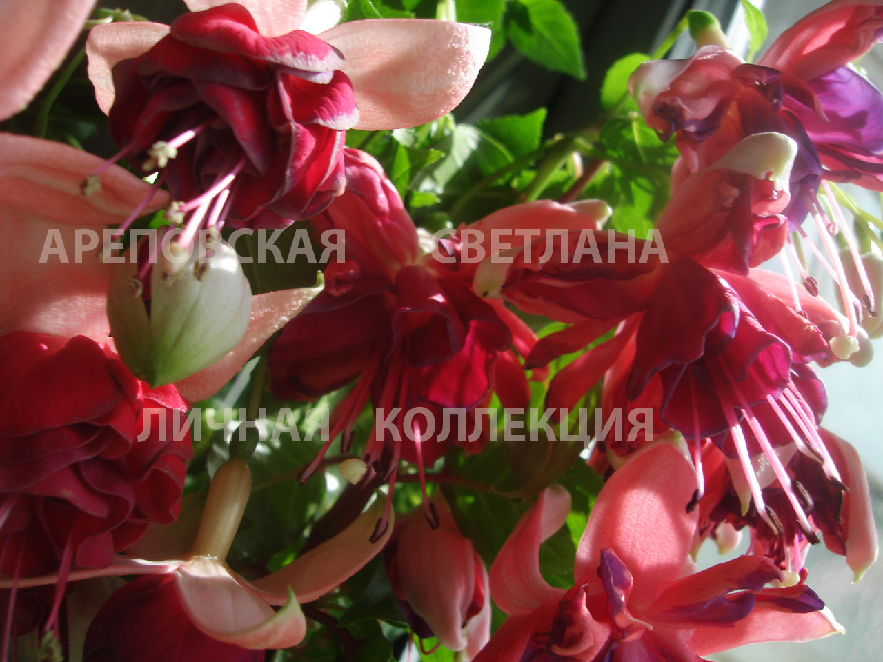 КАК СОБРАТЬ КОЛЛЕКЦИЮ ФУКСИЙ-4?