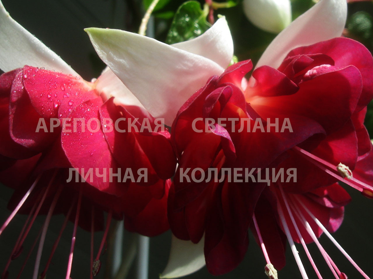 КАК СОБРАТЬ КОЛЛЕКЦИЮ ФУКСИЙ-4?