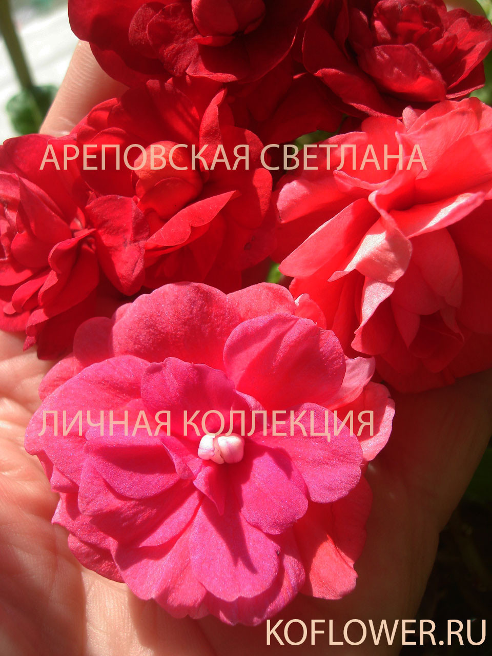 ЛИНЕЙКА БАЛЬЗАМИНОВ, СЕРИЯ "MUSICA"