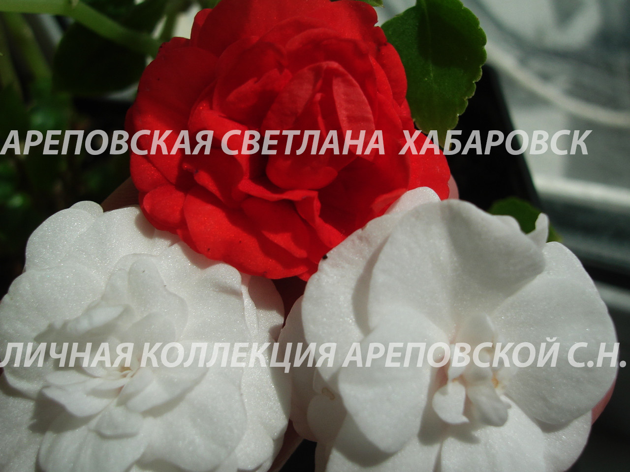ЛИНЕЙКА БАЛЬЗАМИНОВ, СЕРИЯ "MUSICA"
