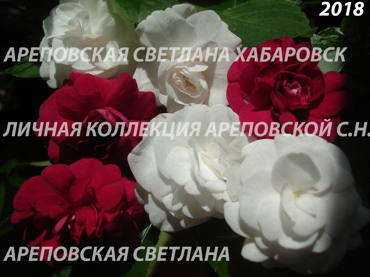 ЛИНЕЙКА БАЛЬЗАМИНОВ, СЕРИЯ "MUSICA"