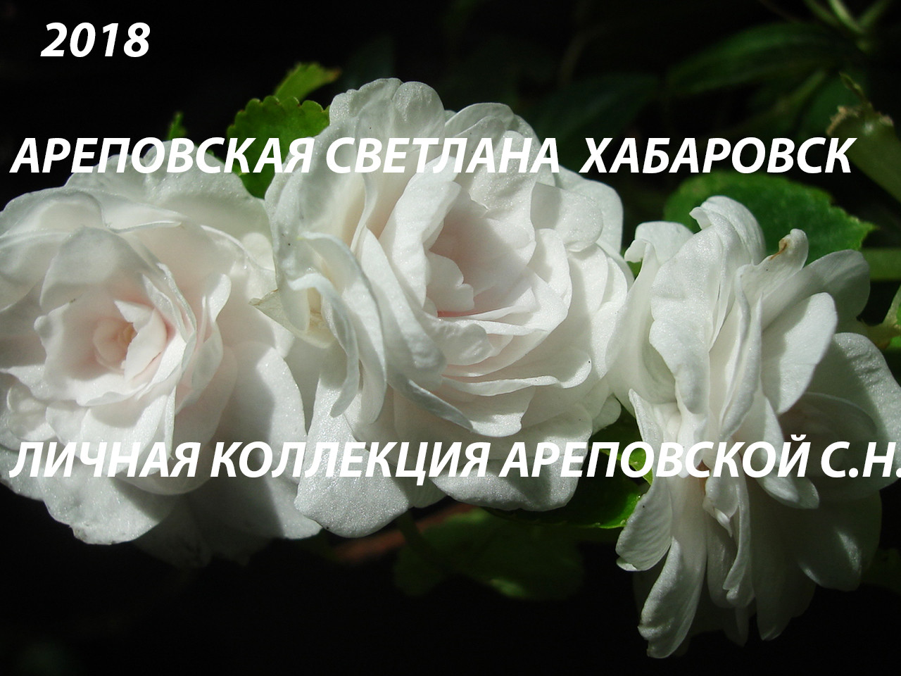 ЛИНЕЙКА БАЛЬЗАМИНОВ, СЕРИЯ "MUSICA"