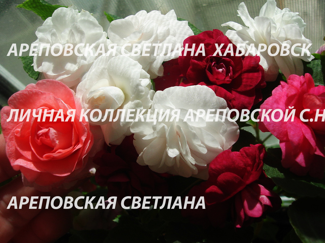 ЛИНЕЙКА БАЛЬЗАМИНОВ, СЕРИЯ "MUSICA"