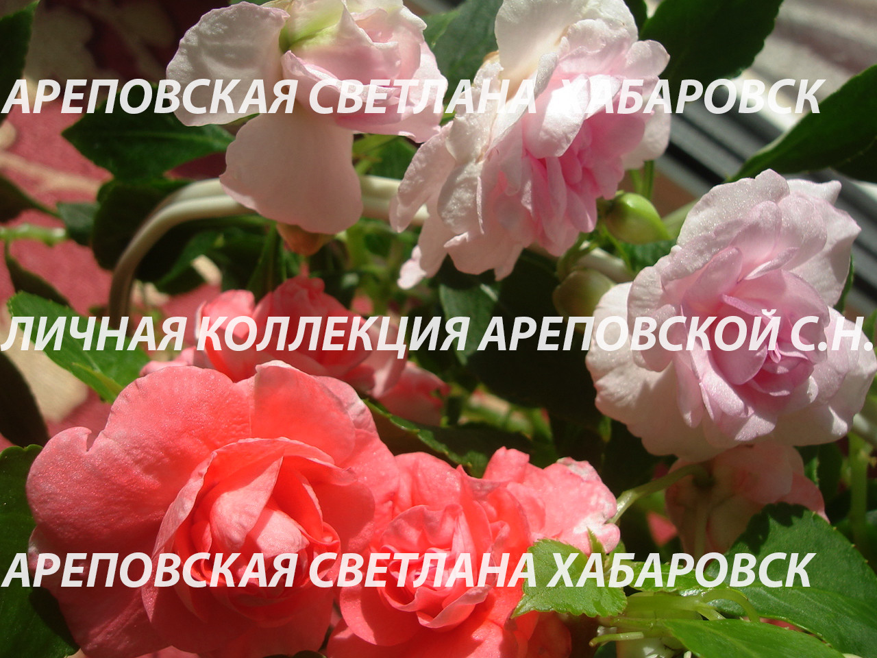 ЛИНЕЙКА БАЛЬЗАМИНОВ, СЕРИЯ "MUSICA"