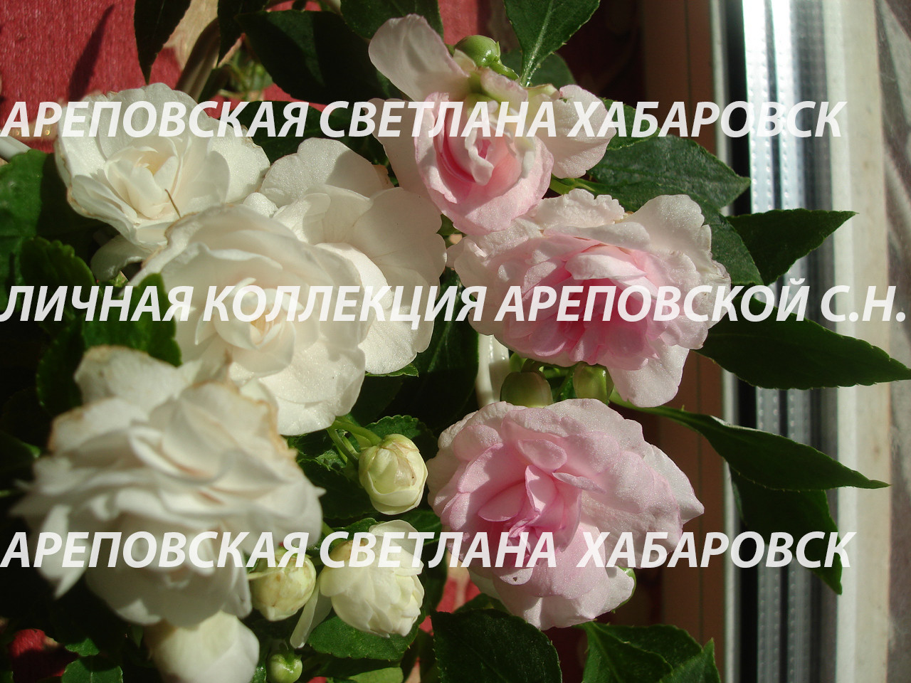 ЛИНЕЙКА БАЛЬЗАМИНОВ, СЕРИЯ "MUSICA"