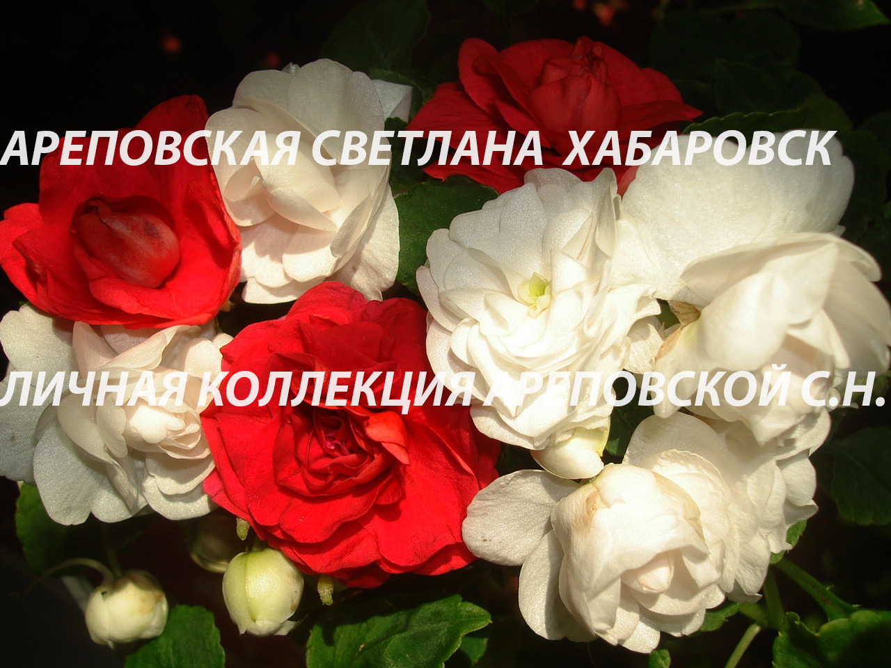 ЛИНЕЙКА БАЛЬЗАМИНОВ, СЕРИЯ "MUSICA"