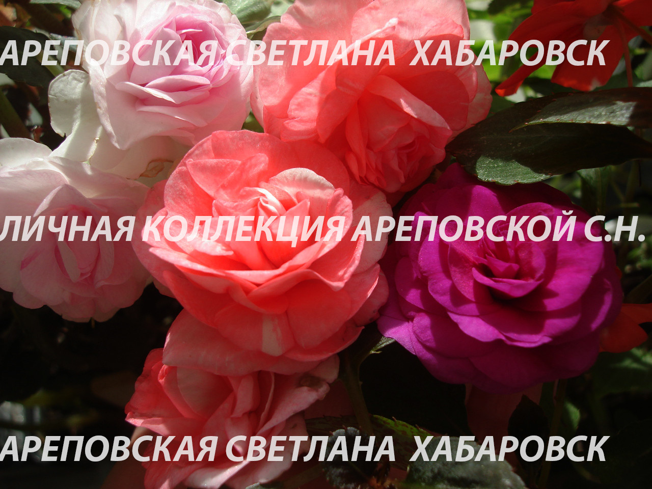 ЛИНЕЙКА БАЛЬЗАМИНОВ, СЕРИЯ "MUSICA"