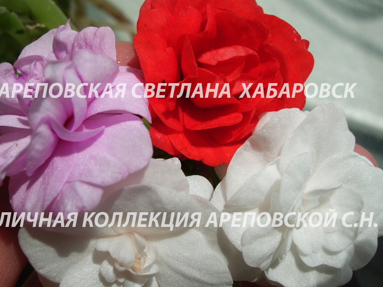 ЛИНЕЙКА БАЛЬЗАМИНОВ, СЕРИЯ "MUSICA"