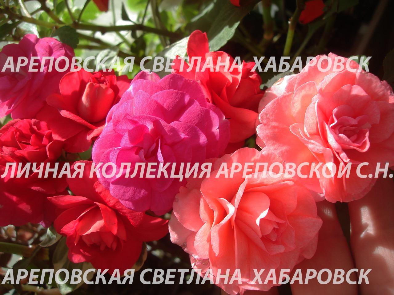 ЛИНЕЙКА БАЛЬЗАМИНОВ, СЕРИЯ "MUSICA"