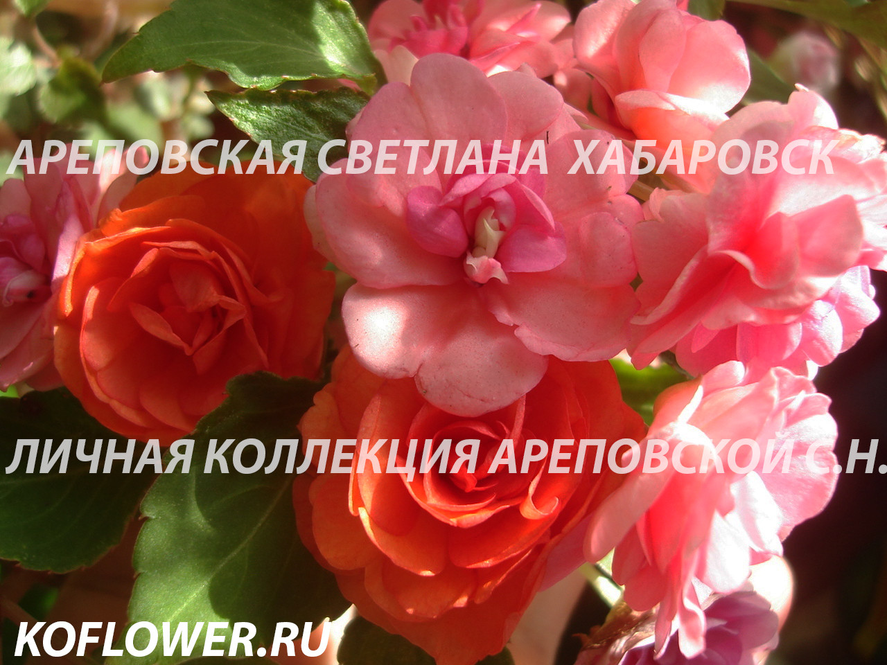ЛИНЕЙКА БАЛЬЗАМИНОВ, СЕРИЯ "MUSICA"