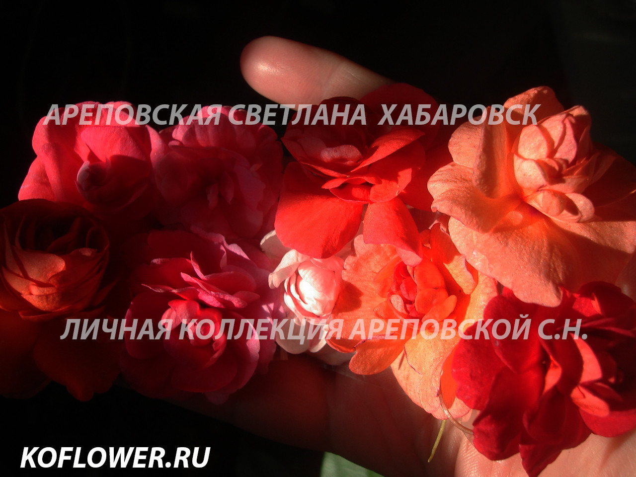 ЛИНЕЙКА БАЛЬЗАМИНОВ, СЕРИЯ "MUSICA"